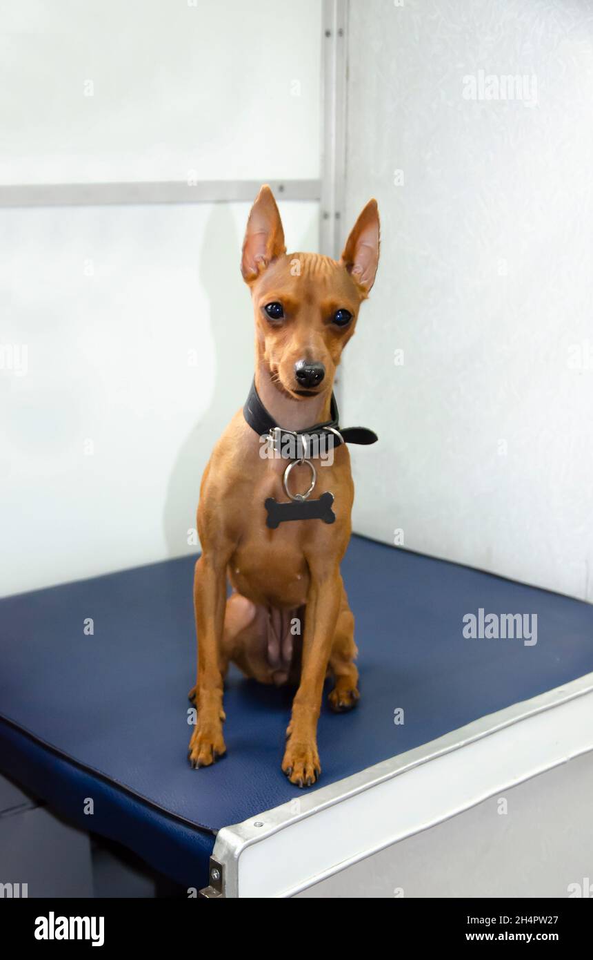 Mini Pinscher est assis dans le transport.Le chien est dans le train.Transport d'un animal de compagnie.Un petit chien est assis sur un siège dans le train. Banque D'Images