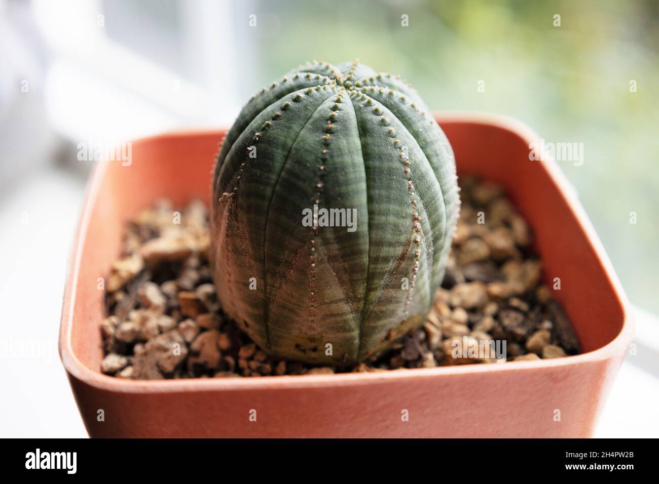 Une usine d'euphorbia obesa. Banque D'Images