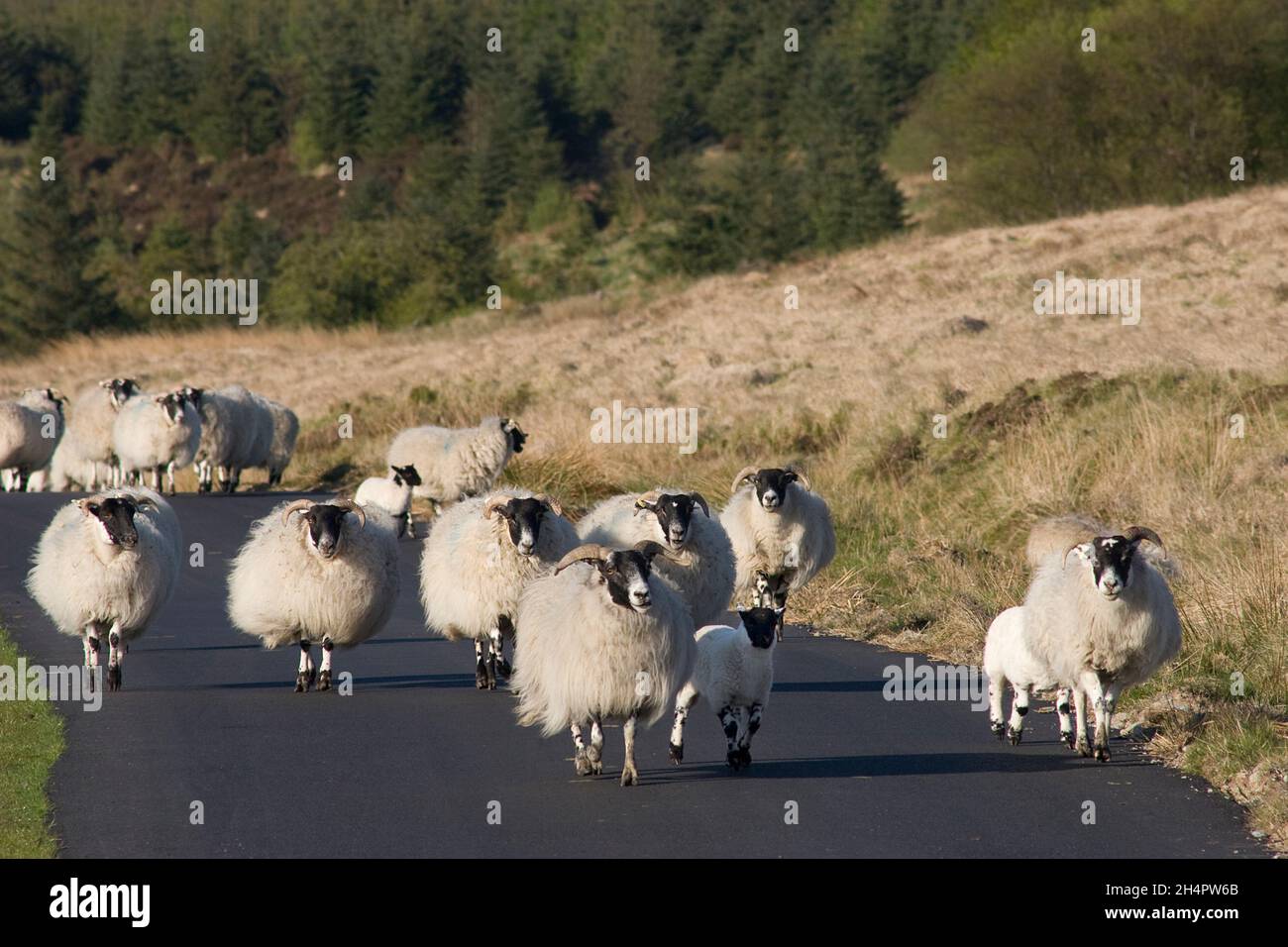 Troupeau de moutons descendant sur la route a baissé de Langhead, Dumfries et Galloway, Écosse Banque D'Images