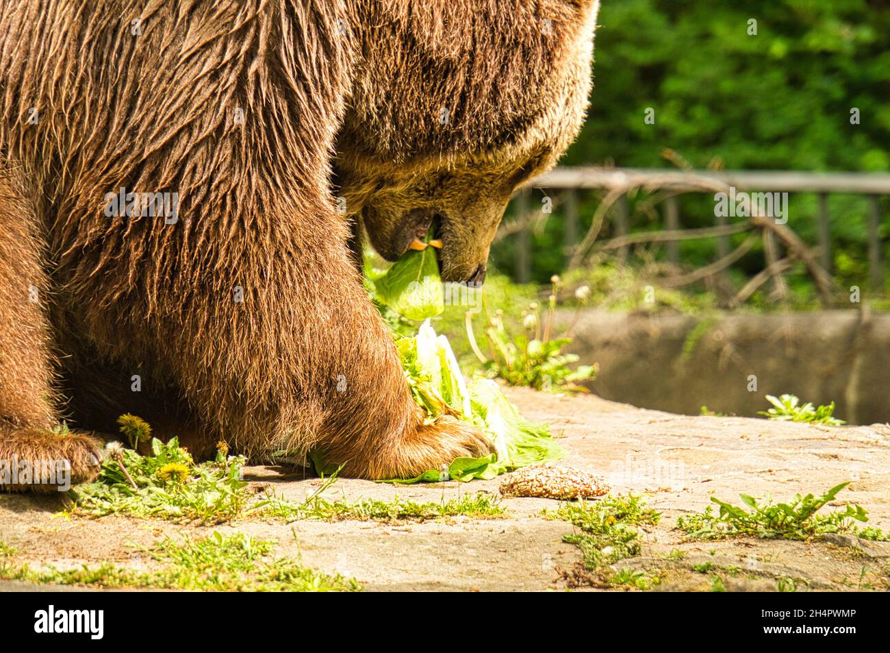 ours brun manger au zoo de berlin. il ressemble à un ours en peluche mais est un animal dangereux dans la nature Banque D'Images