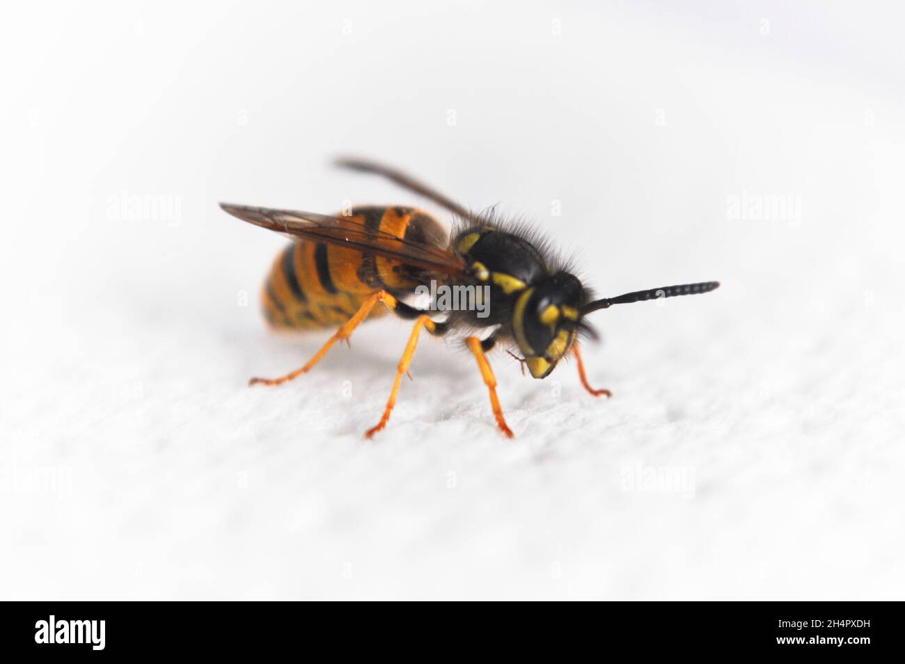 Guêpe (vespula vulgaris) - isolée sur fond blanc Banque D'Images