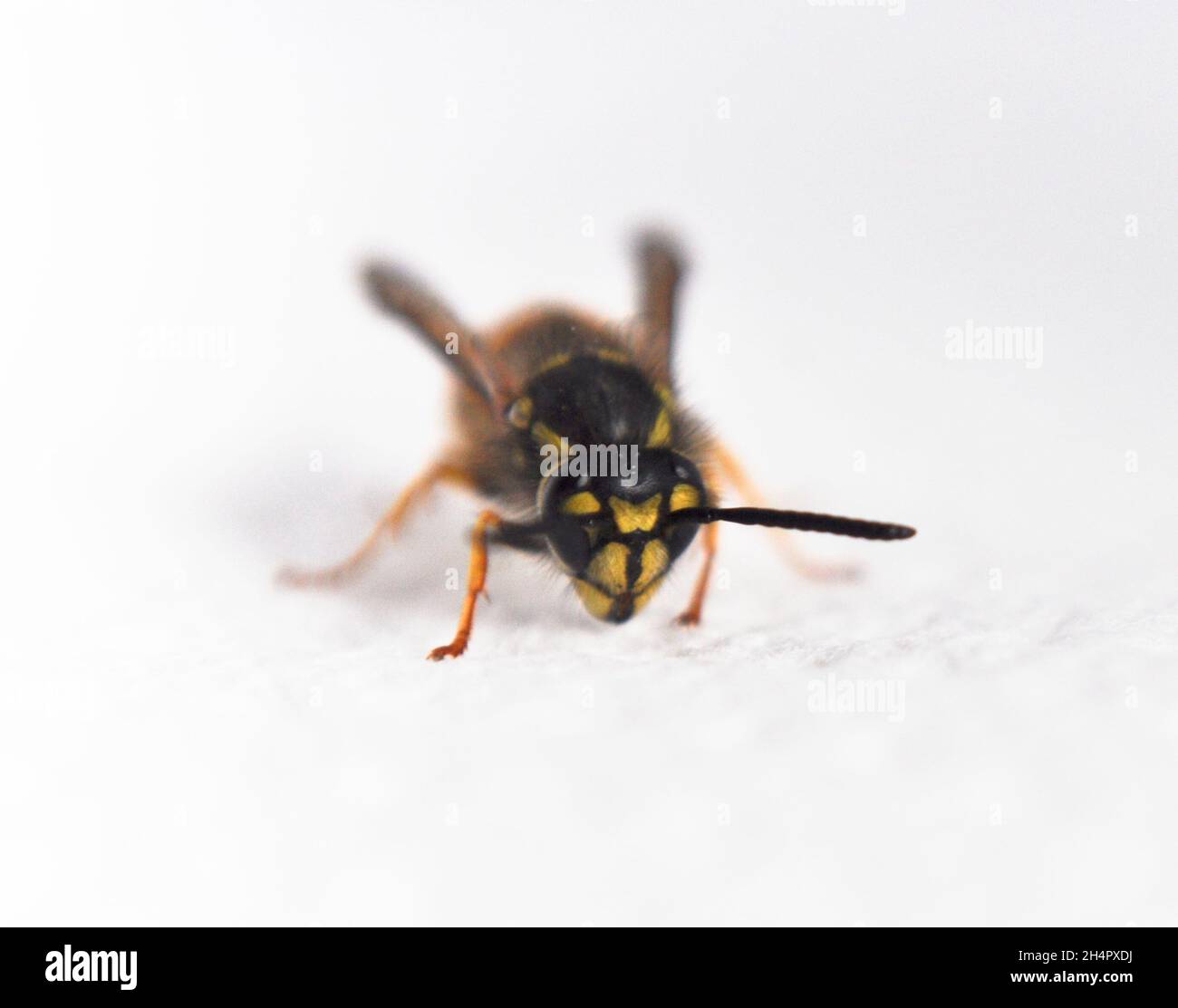Guêpe (vespula vulgaris) - isolée sur fond blanc Banque D'Images