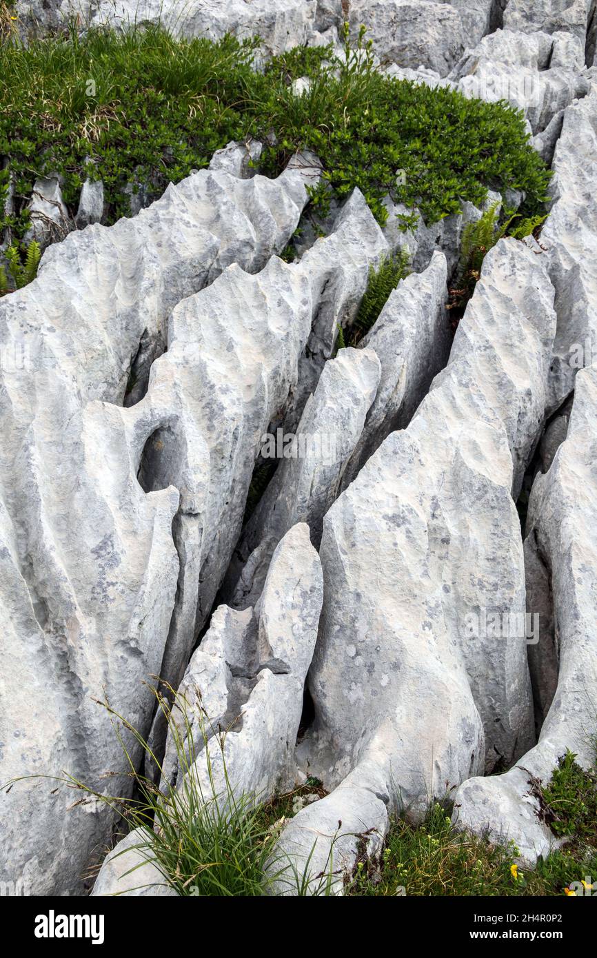 Karst phénomènes. Crevasses.Rainures rectilinéaires.Roches calcaires sédimentaires des Dolomites.Parc naturel des Dolomiti d'Ampezzo.Alpes italiennes.Europe. Banque D'Images