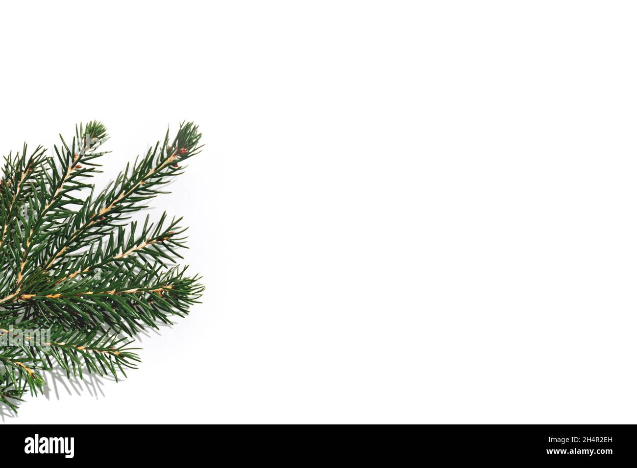 Branche d'arbre de Noël frais sur fond blanc.Concept Noël et nouvel an.Copier l'espace Banque D'Images