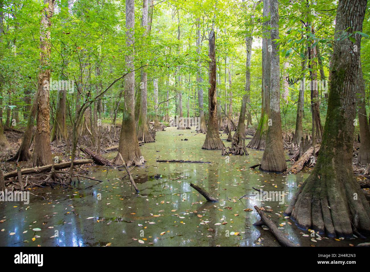 Marais et forêt de cyprès chauve et d'arbres d'eau tupelo dans le parc national de Congaree en Caroline du Sud, États-Unis. Banque D'Images