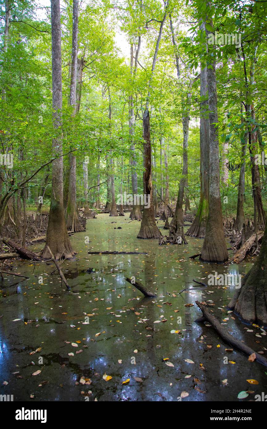 Marais et forêt de cyprès chauve et d'arbres d'eau tupelo dans le parc national de Congaree en Caroline du Sud, États-Unis. Banque D'Images