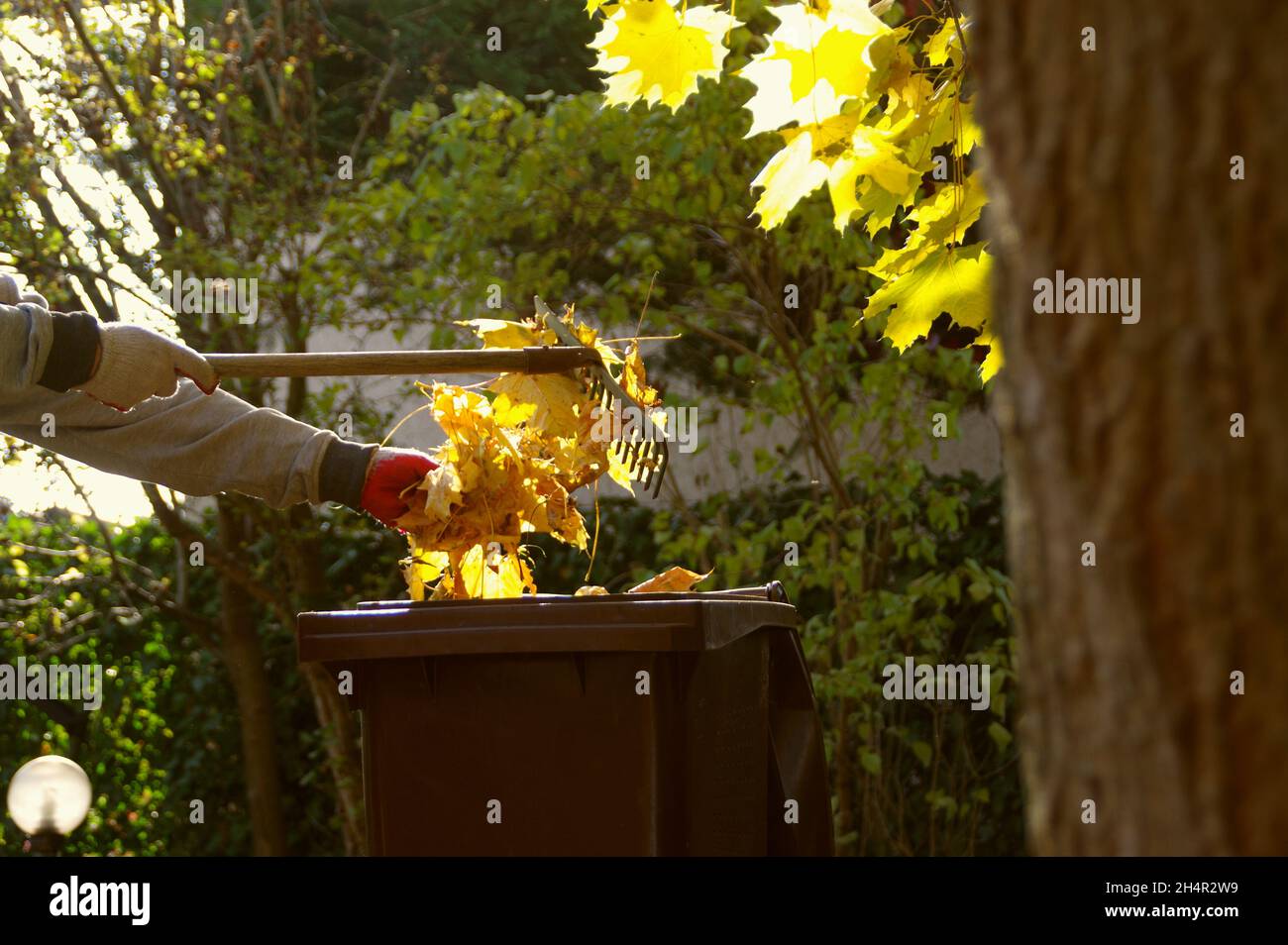 Nettoyage des feuilles d'automne dans le jardin.L'homme ratisse les feuilles dans le parc et les jette dans la poubelle. Banque D'Images