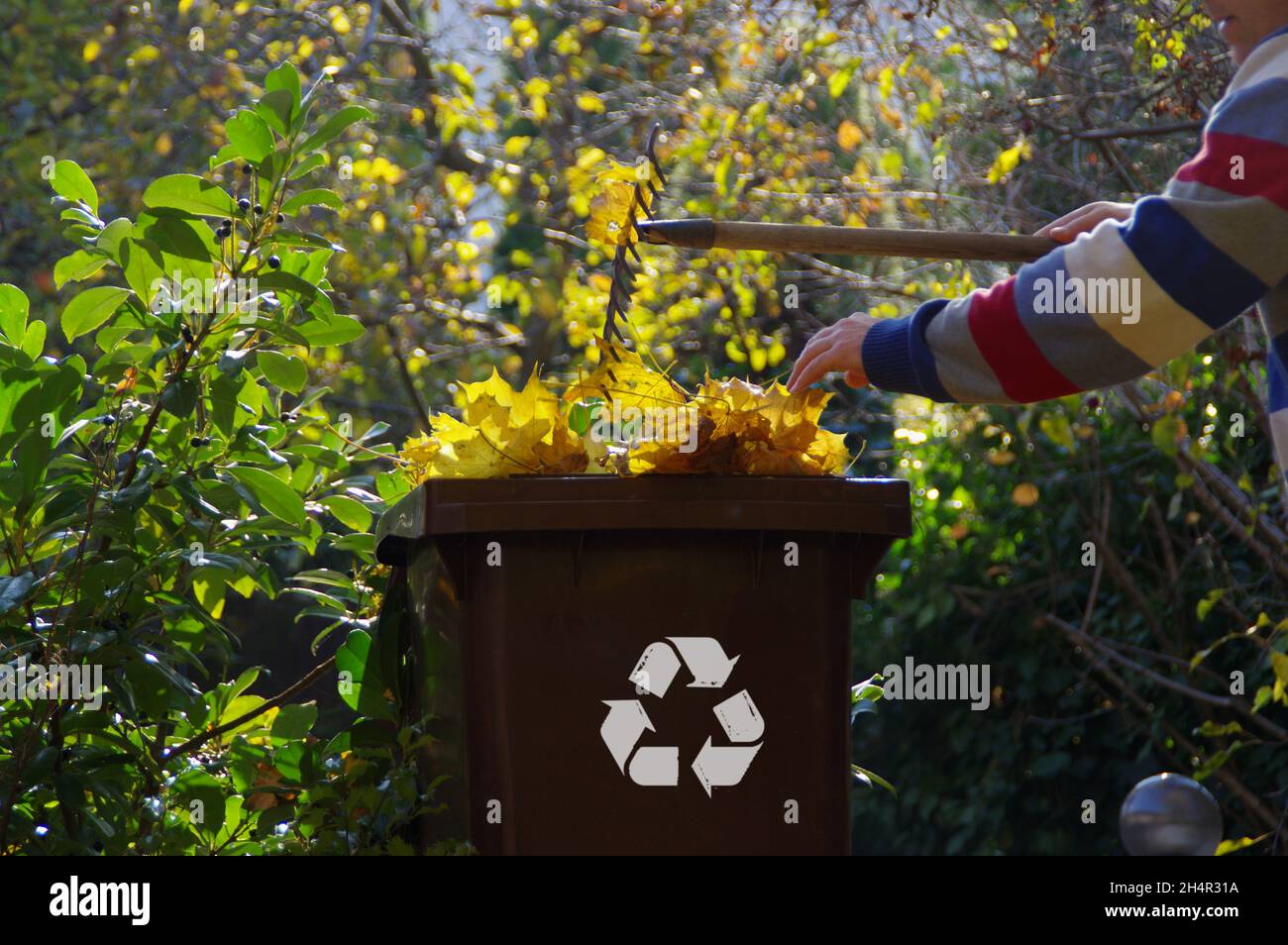 Nettoyage des feuilles d'automne dans le jardin.L'homme ratisse les feuilles dans le parc et les jette dans la poubelle. Banque D'Images
