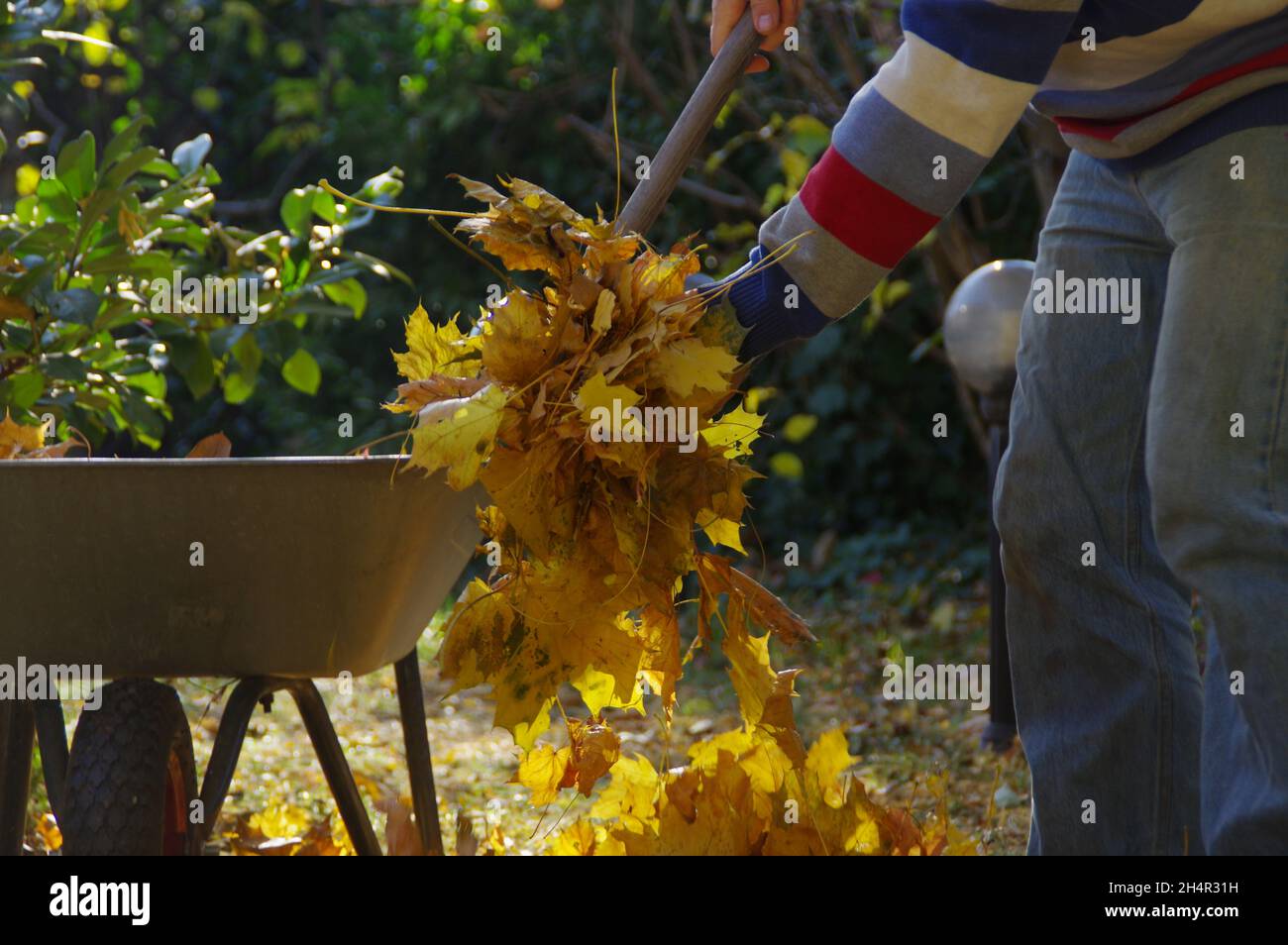 Nettoyage des feuilles d'automne dans le jardin.L'homme ratisse les feuilles dans le parc et les jette dans la poubelle. Banque D'Images