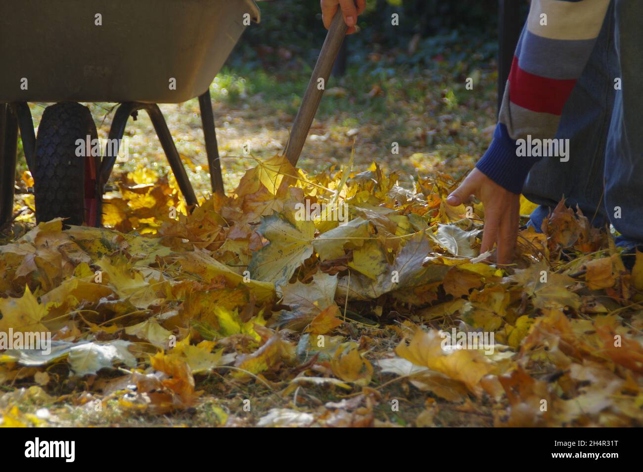 Nettoyage des feuilles d'automne dans le jardin.L'homme ratisse les feuilles dans le parc et les jette dans la poubelle. Banque D'Images