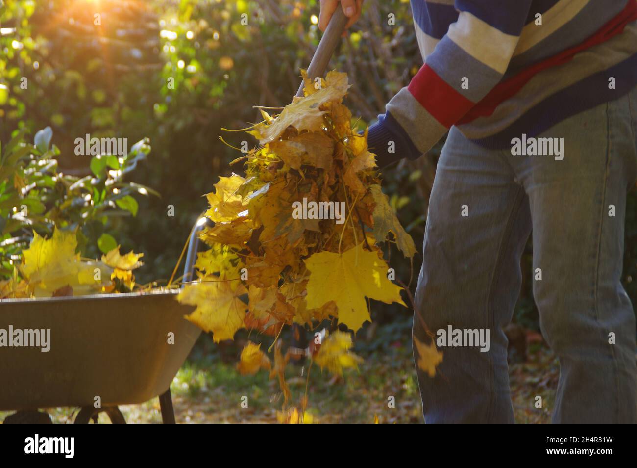 Nettoyage des feuilles d'automne dans le jardin.L'homme ratisse les feuilles dans le parc et les jette dans la poubelle. Banque D'Images