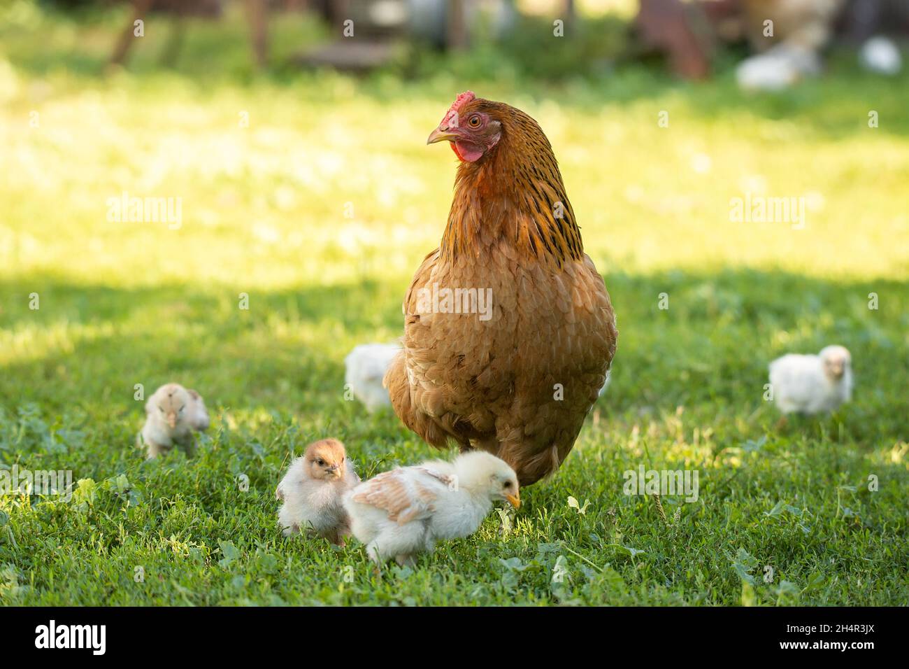 Mère poule avec des poulets dans une cour rurale.Poulets dans une herbe dans le village contre des photos de soleil.Gallus gallus domesticus.Ferme biologique de volaille.Sutai Banque D'Images