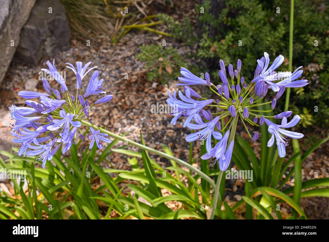 Plante fleurie d'agapanthus (nénuphars du Nil, nénuphars africains) dans un jardin méditerranéen en été, Toscane, Italie Banque D'Images