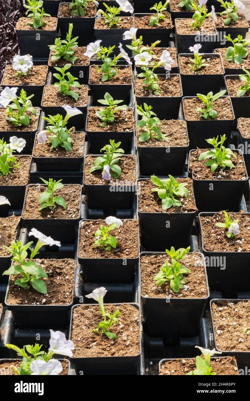 Fleurs blanches des semis de pétunia qui poussent dans des récipients en plastique noir à l'intérieur d'une serre au printemps. Banque D'Images