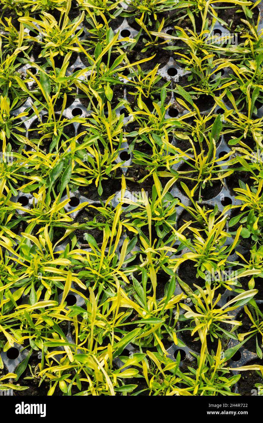Alternanthera 'Allumette Jaune' plante en conteneurs à l'intérieur d'une serre au printemps Banque D'Images