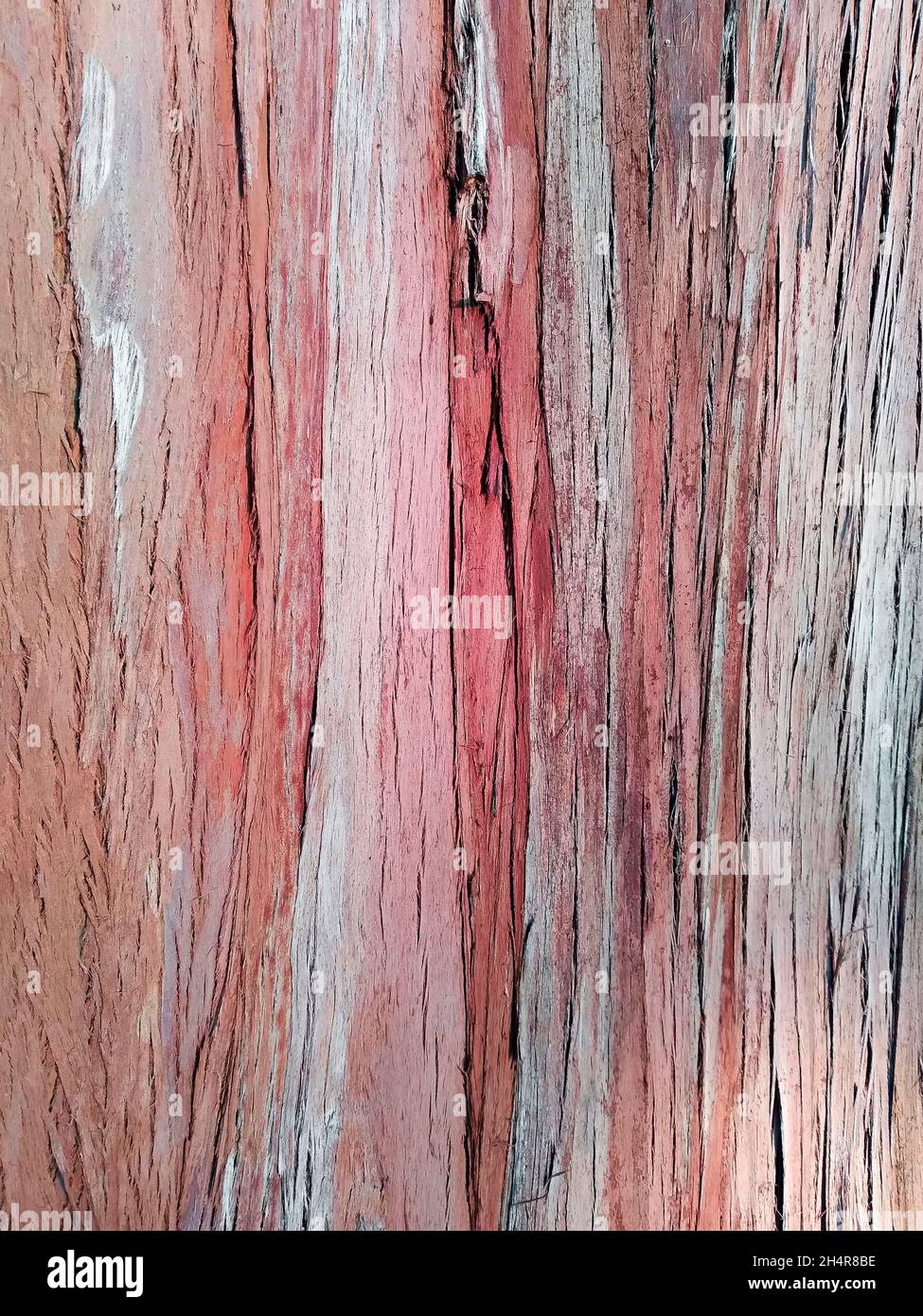 Écorce colorée d'eucalyptus cinerea, eucalyptus Banque D'Images