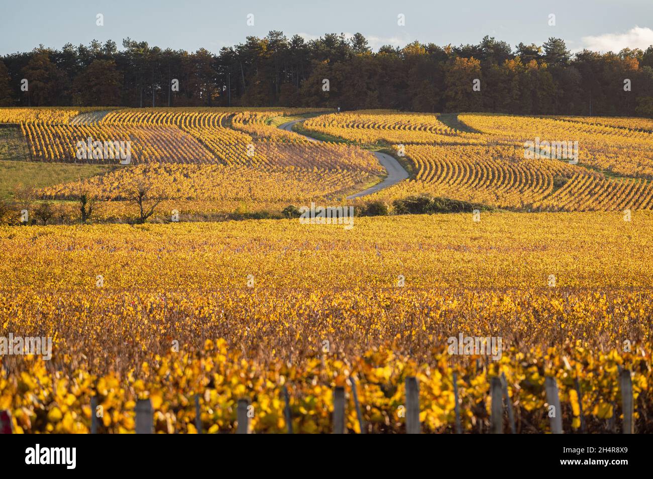 Bourgogne, vignobles et paysage en automne. Banque D'Images Bourgogne, vignobles et paysage en automne. Banque D'Images