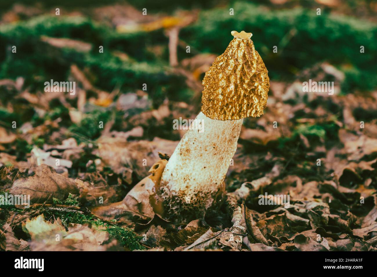 Le Phallus impudicus Linné dans la forêt. Photo a été prise dans le milieu naturel. Banque D'Images
