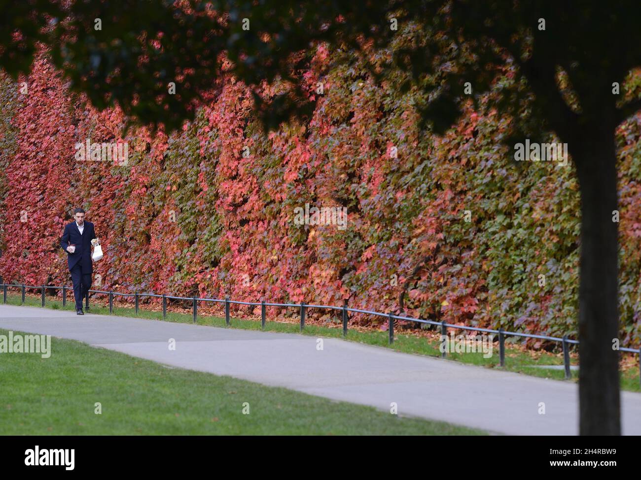 Londres, Angleterre, Royaume-Uni.Virdina Creeper (Parthenocissus quinquefolia) sur le mur de la Citadelle de l'Amirauté, Horse Guards Parade, tournant en rouge en automne (N Banque D'Images