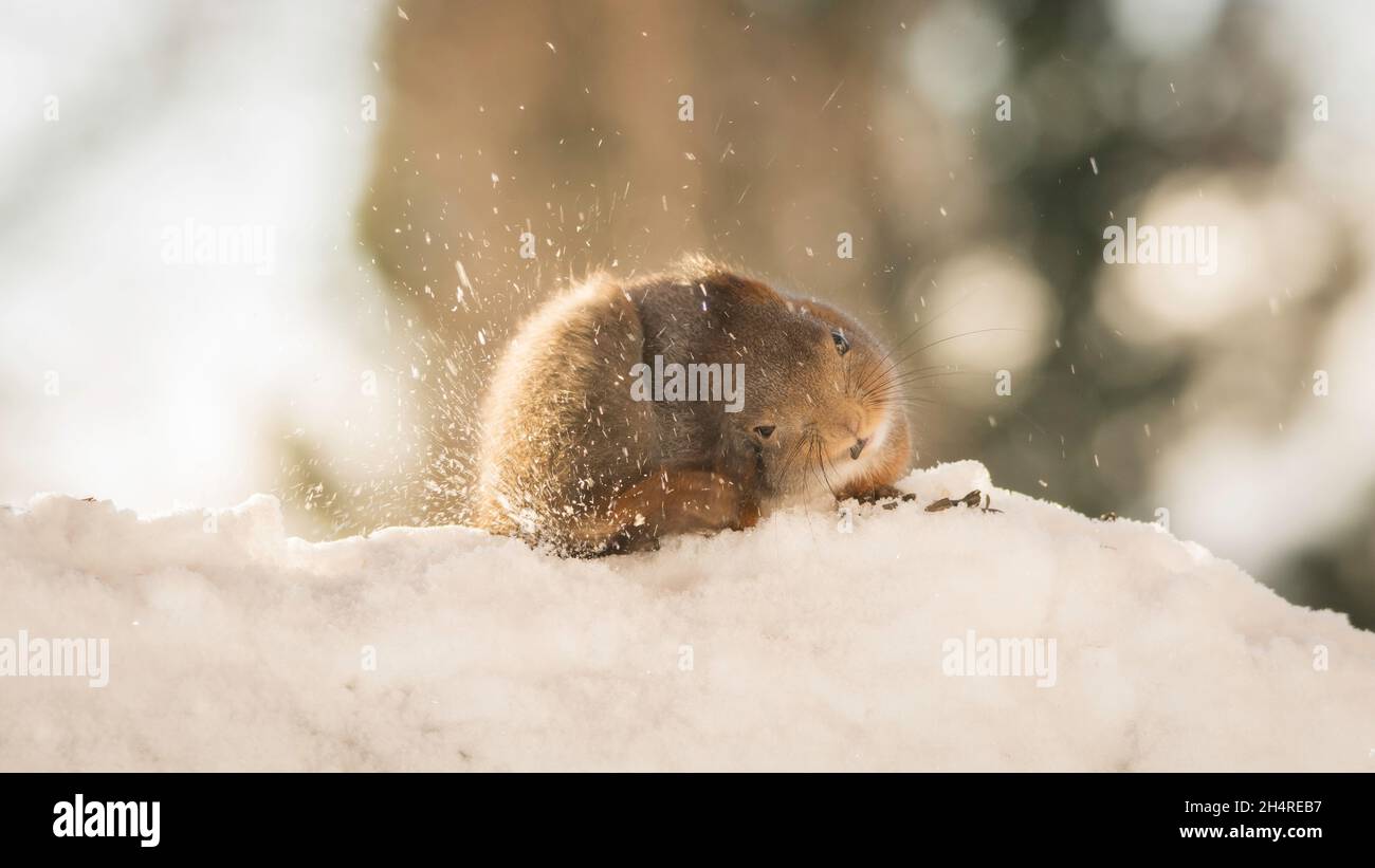 L'écureuil roux dans la neige avec itch Banque D'Images