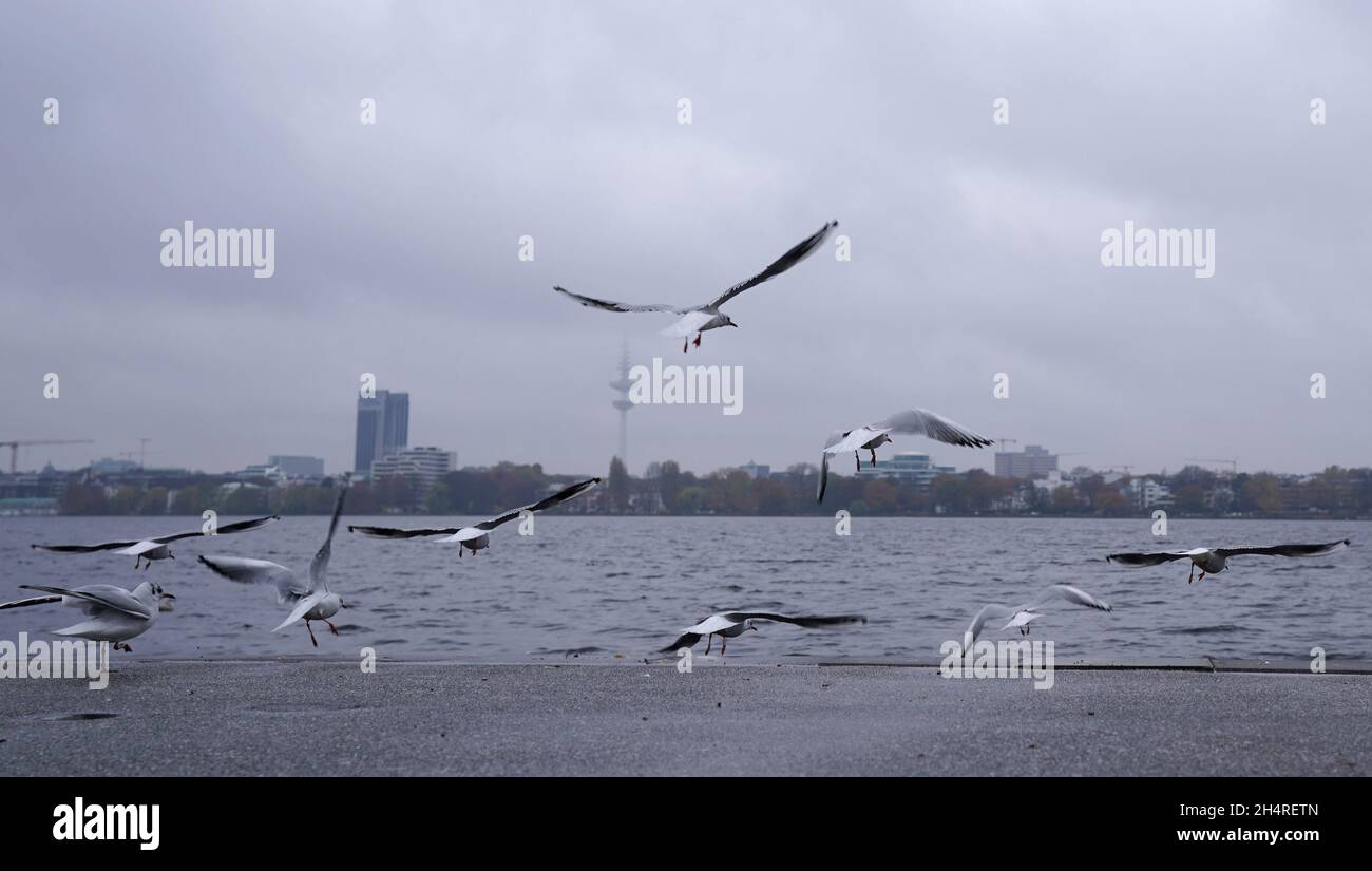 04 novembre 2021, Hambourg: Les mouettes survolent les rives de l'Außenalster.Photo: Marcus Brandt/dpa Banque D'Images