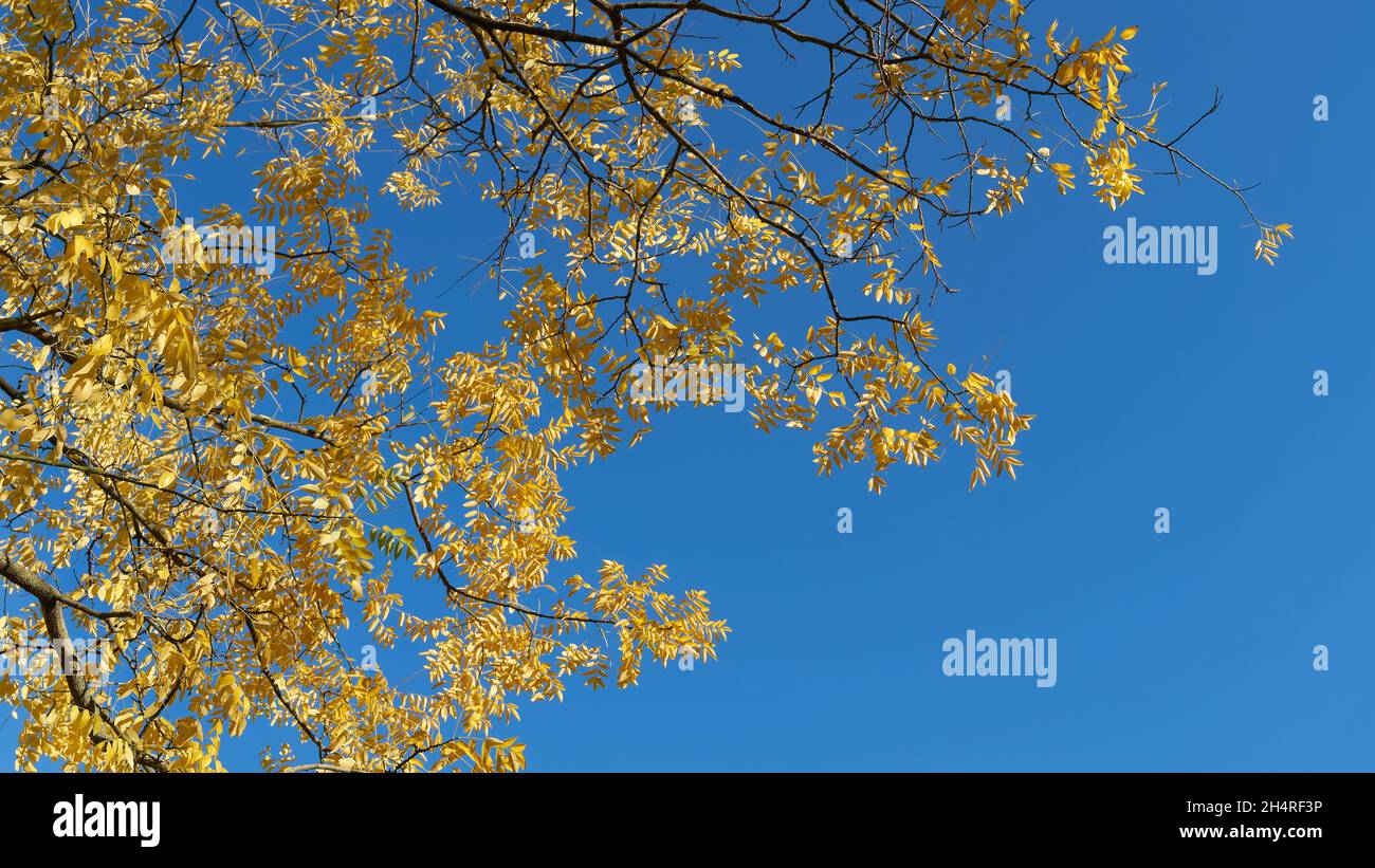 Arbre pagode japonais (Styphnolobium japonicum) avec feuilles d'automne jaunes et ciel bleu Banque D'Images