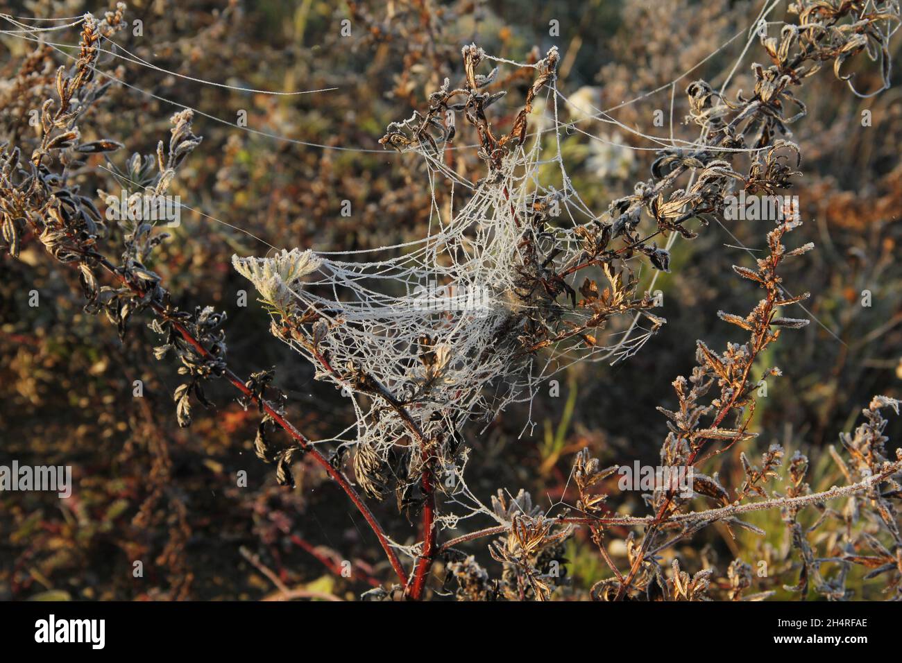 Toile blanche givrée sur les plantes en début de matinée dans les champs de Lituanie Banque D'Images