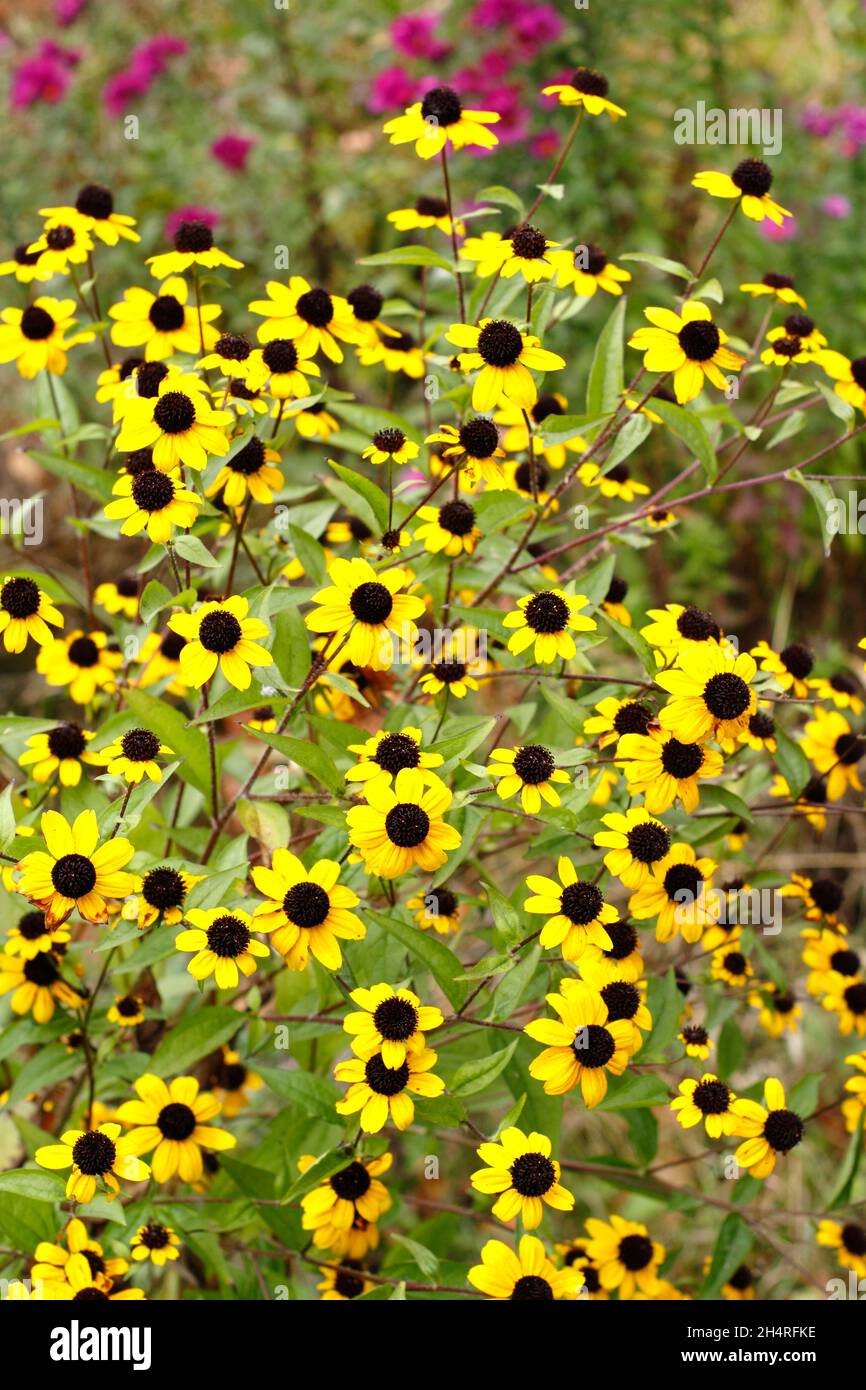 Rudbeckia triloba 'Blackjack Gold', fleurs dorées avec des cônes noirs dans un jardin de chalet.ROYAUME-UNI Banque D'Images