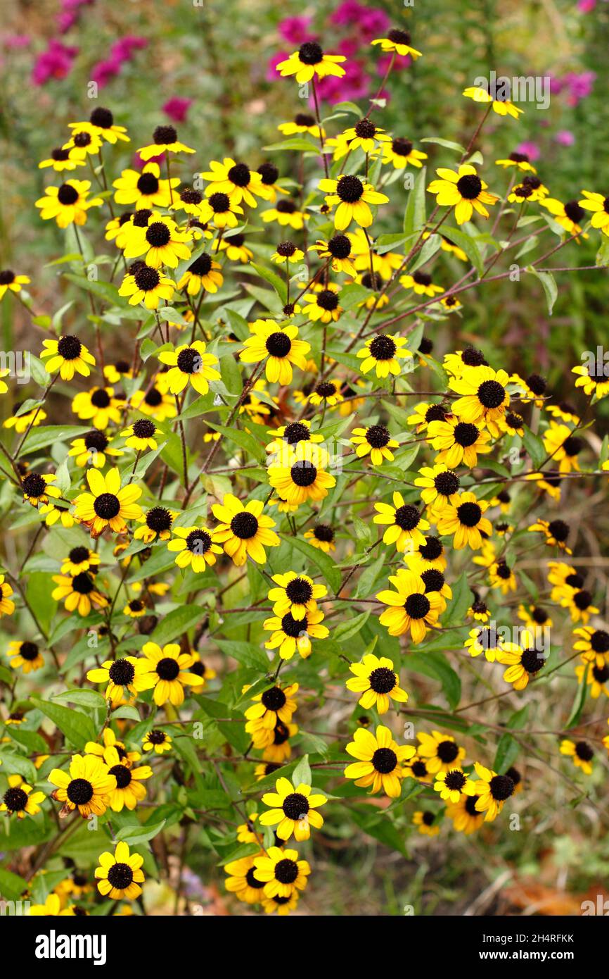 Rudbeckia triloba 'Blackjack Gold', fleurs dorées avec des cônes noirs dans un jardin de chalet.ROYAUME-UNI Banque D'Images