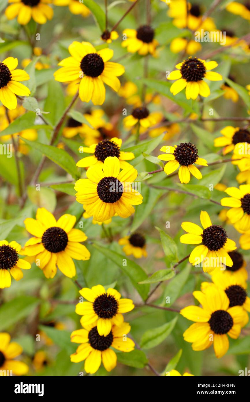 Rudbeckia triloba 'Blackjack Gold', fleurs dorées avec des cônes noirs dans un jardin de chalet.ROYAUME-UNI Banque D'Images