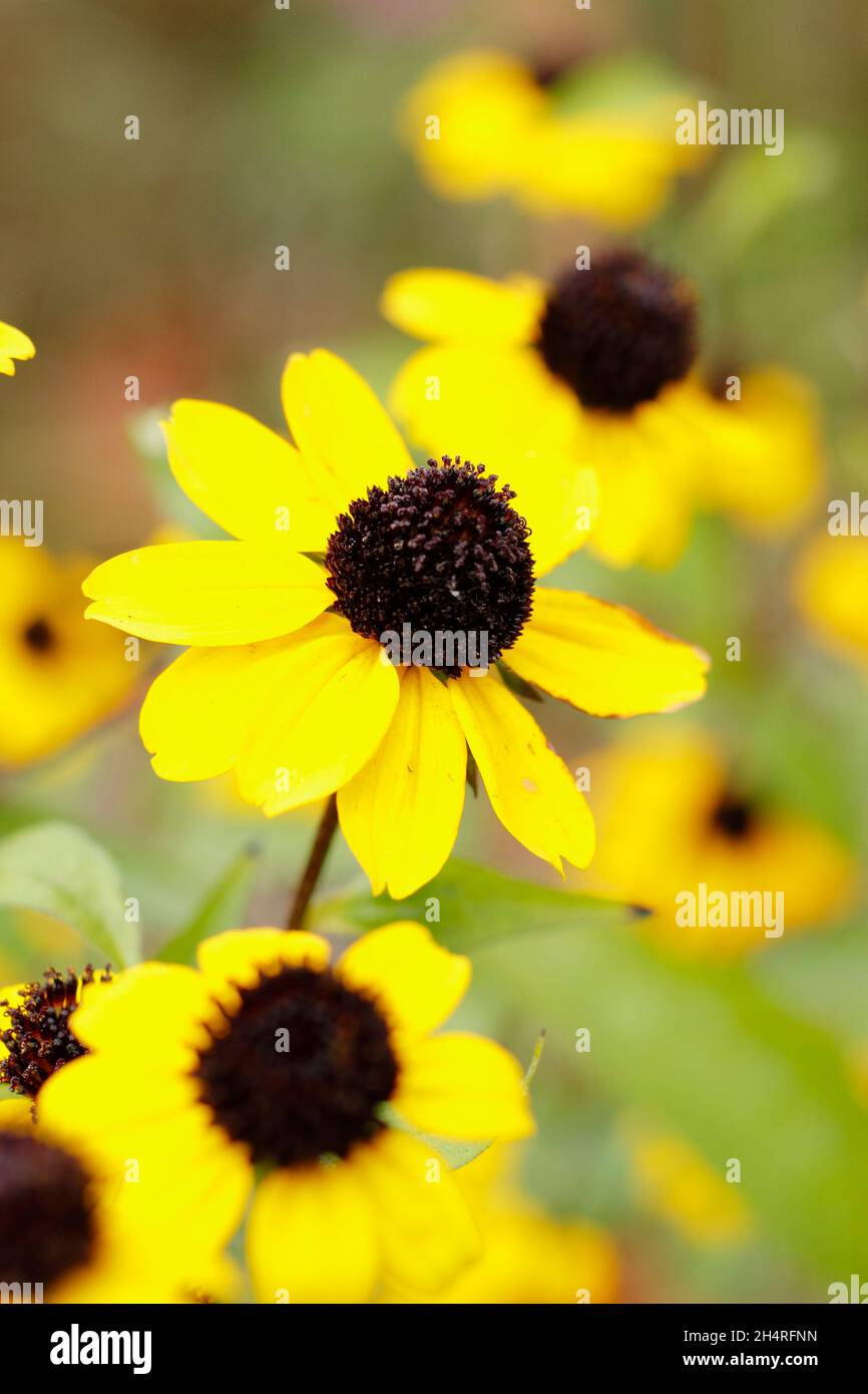 Rudbeckia triloba 'Blackjack Gold', fleurs dorées avec des cônes noirs dans un jardin de chalet.ROYAUME-UNI Banque D'Images