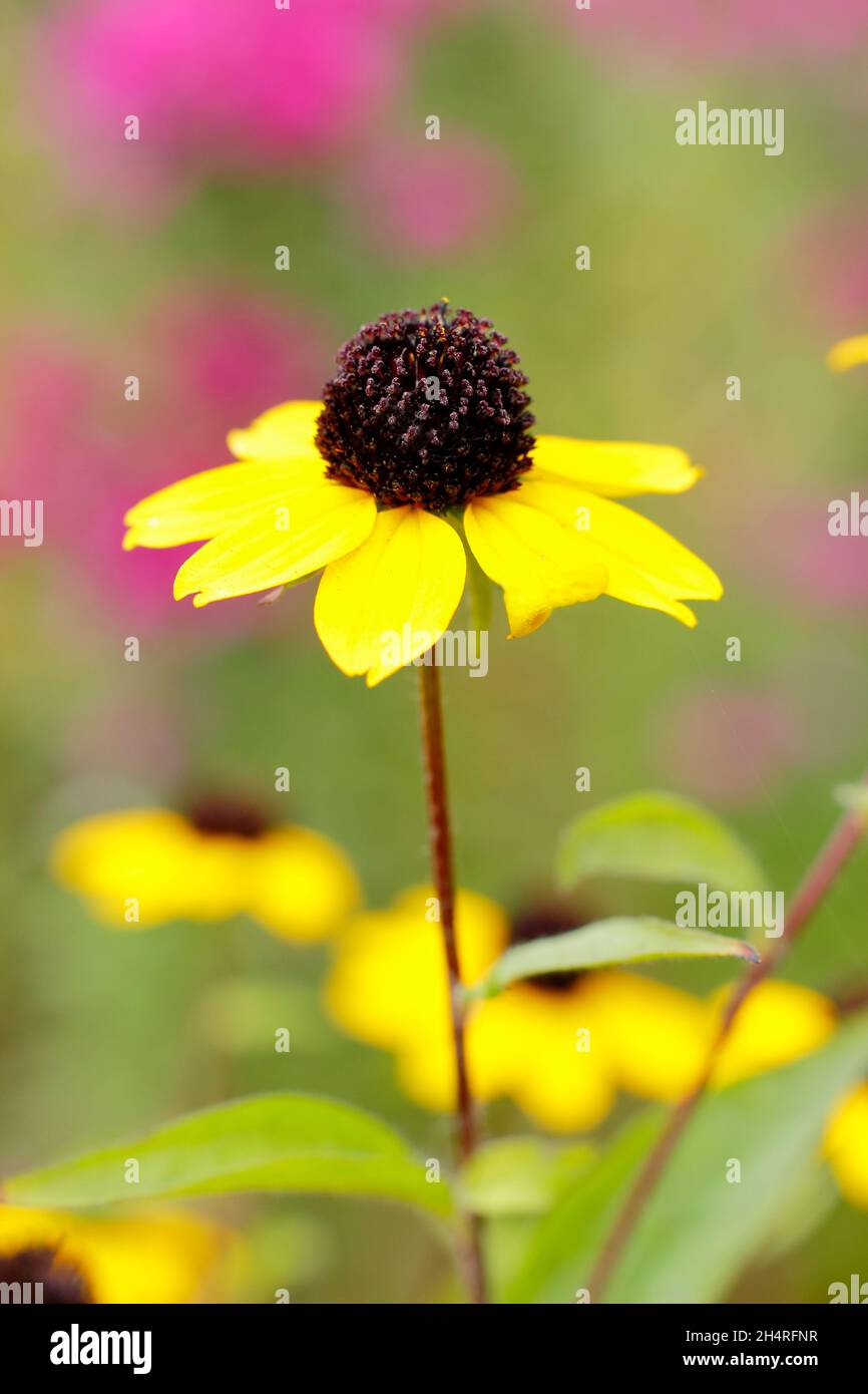 Rudbeckia triloba 'Blackjack Gold', fleurs dorées avec des cônes noirs dans un jardin de chalet.ROYAUME-UNI Banque D'Images