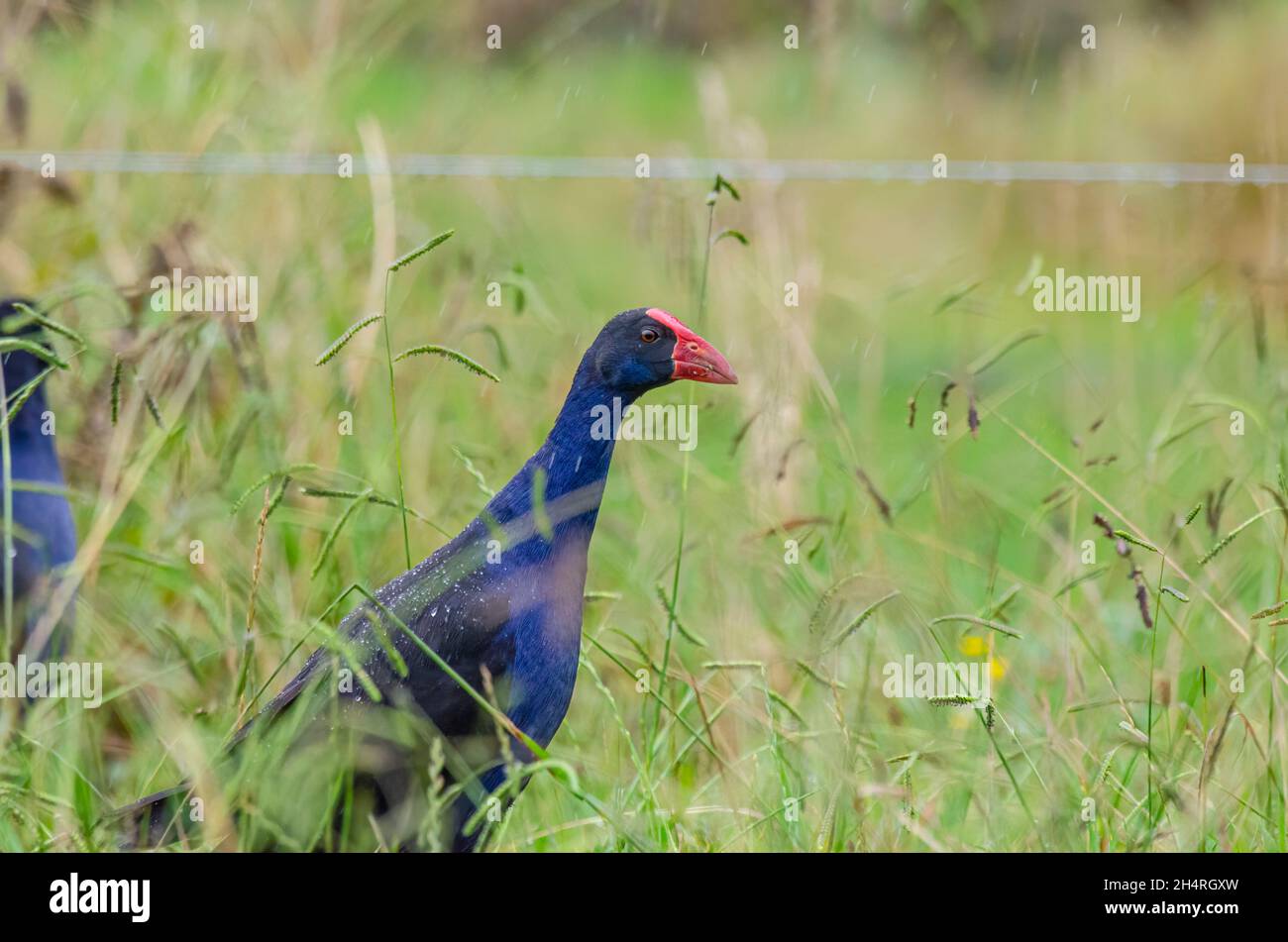 Pukeko Porphyrio porphyrio melanotus Banque D'Images