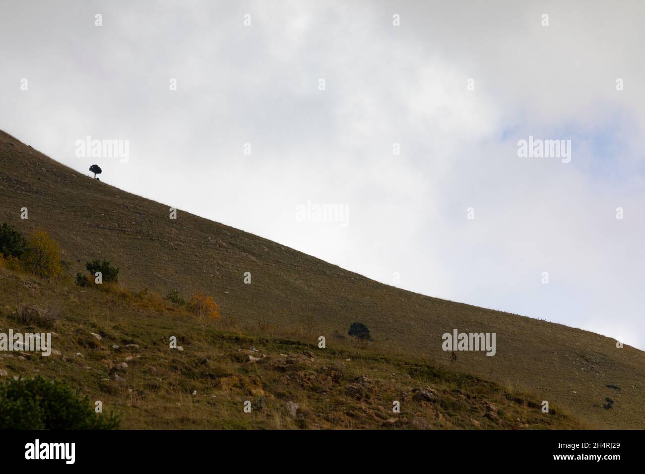 Arbre solitaire dans la pente de la montagne de Taga.Ribes de Freser, Pyrénées orientales, El Ripollès, Gérone, Catalogne,Espagne, Europe. Banque D'Images