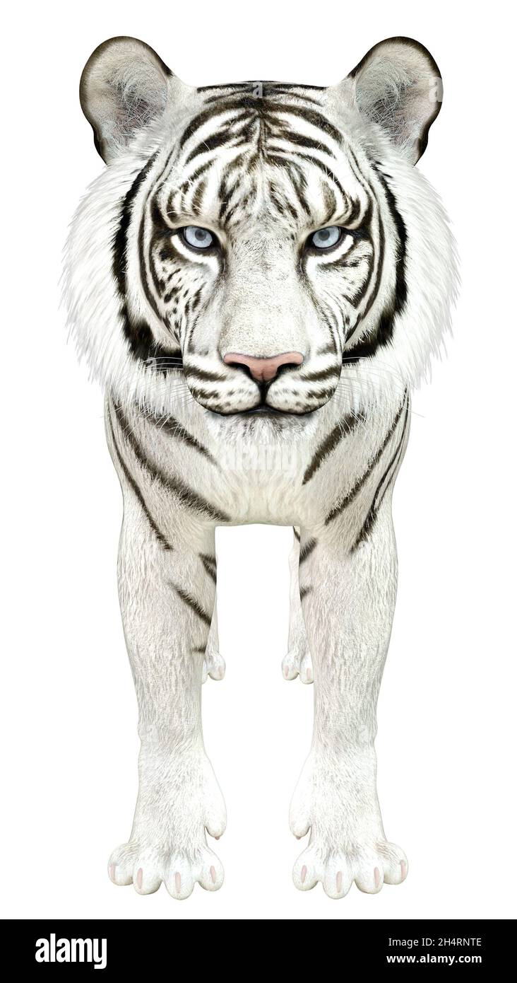 Tigre blanc rendu numériquement avec yeux bleus, illustration 3D. Banque D'Images