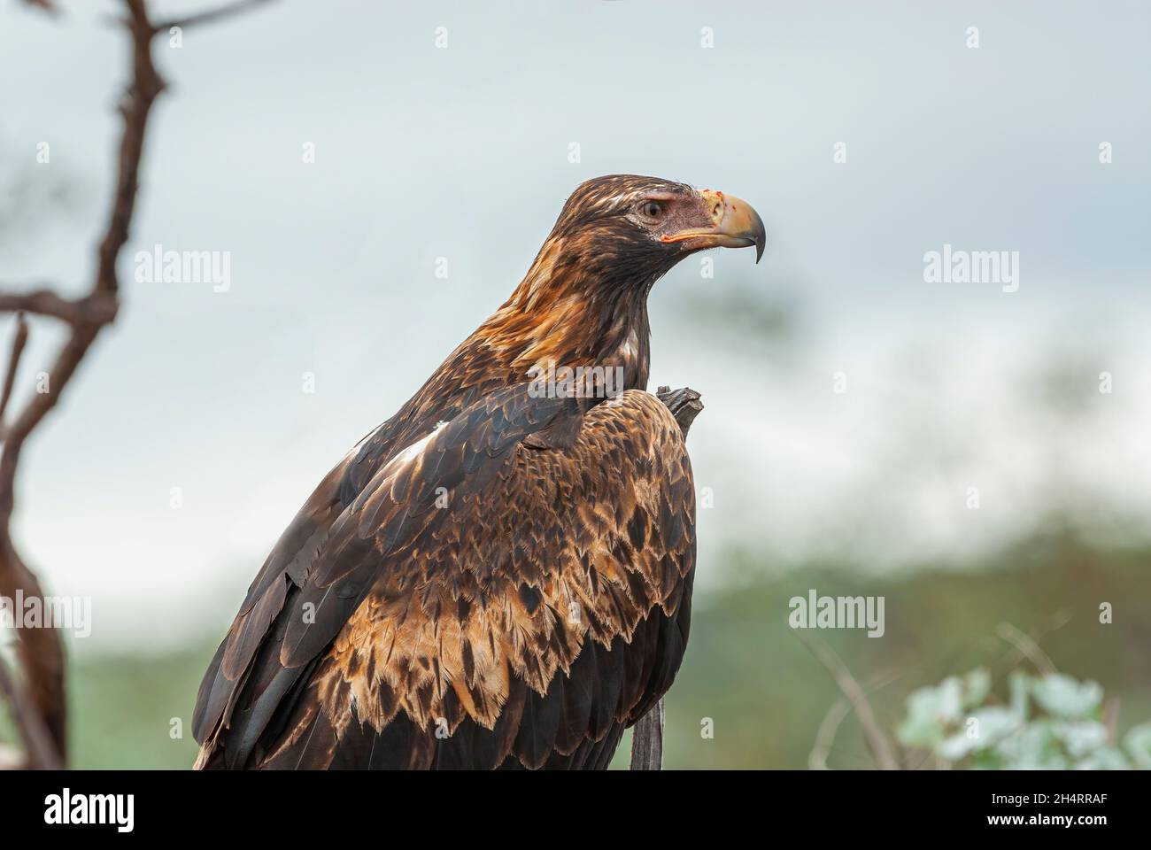 Aigle australien à queue près de la route dans le nord du Queensland, en Australie Banque D'Images