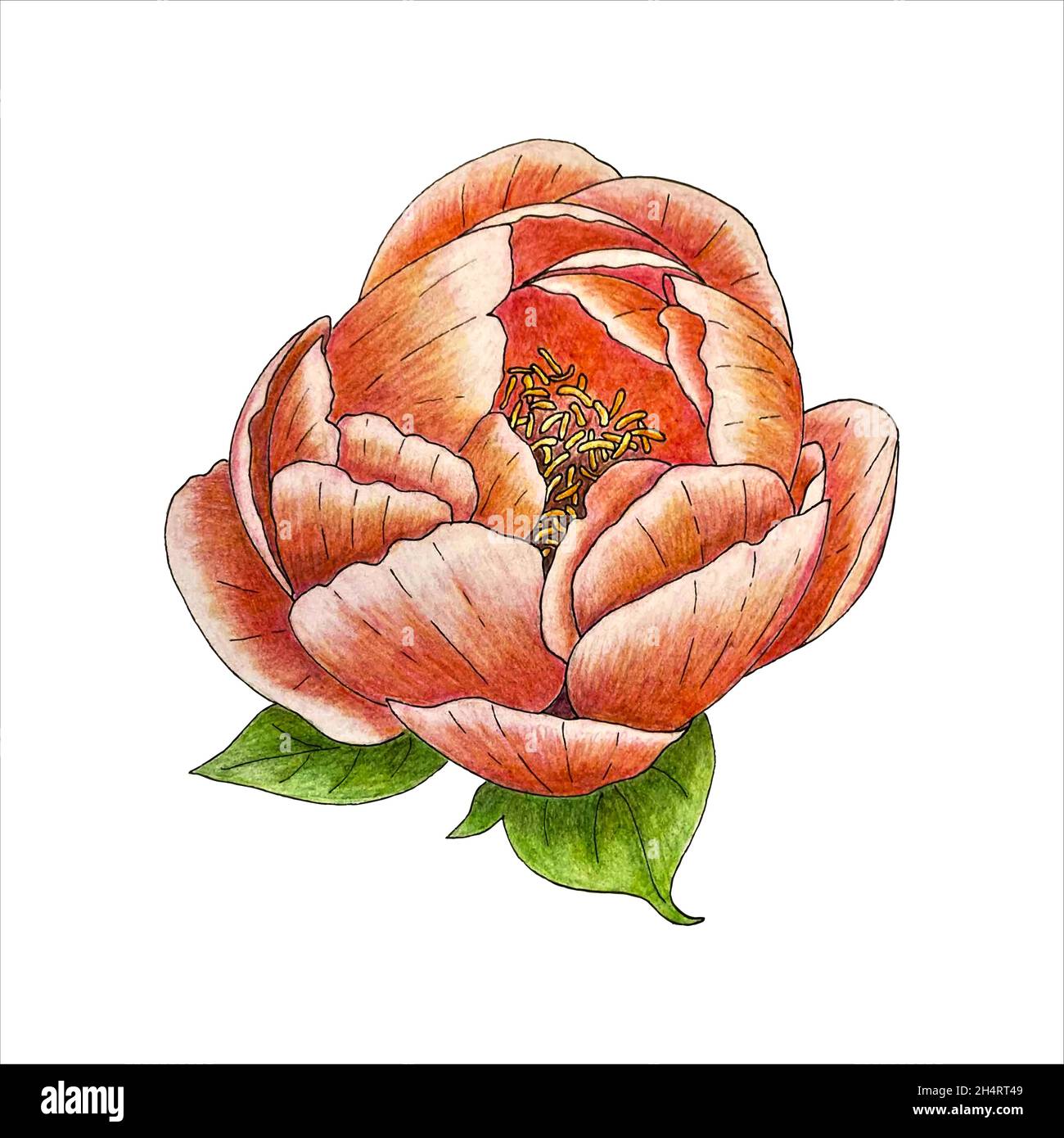 Bouton de fleur pivoine avec pétales et feuilles, dessin vectoriel à la main.Tracé.Arrière-plan blanc isolé.Illustration vectorielle Illustration de Vecteur