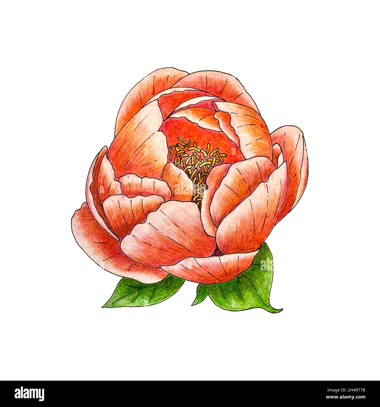 Bourgeon de fleur de pivoine avec pétales et feuilles, dessin au crayon dessiné à la main.Tracé.Arrière-plan blanc isolé.Illustration Banque D'Images