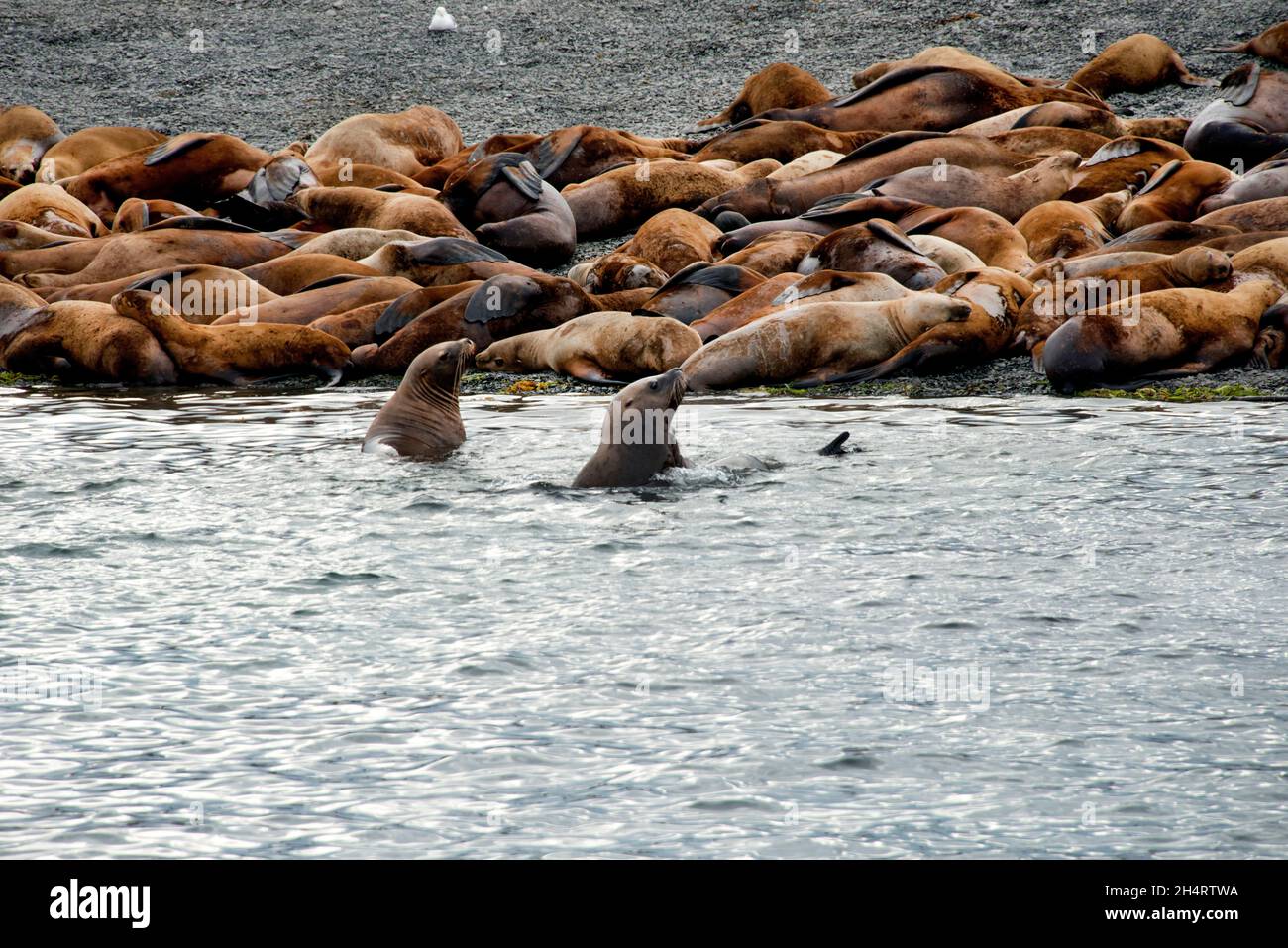Le lion de mer de Steller en Alaska (également connu sous le nom de lion de mer de Steller et de lion de mer du nord) est le seul membre du genre Eumetopias Banque D'Images