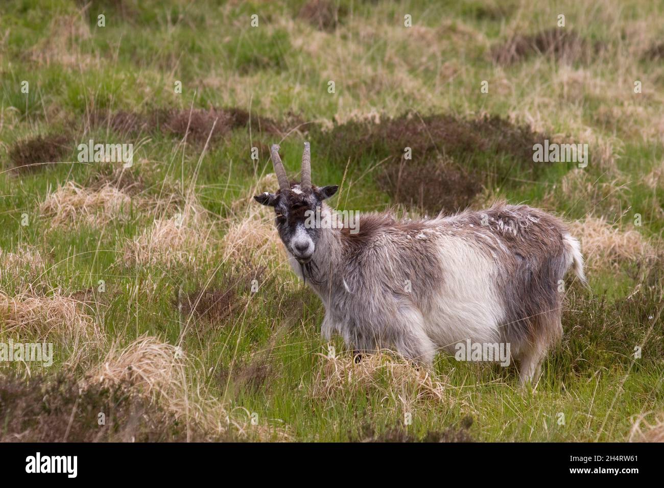 Chèvre unique (capra hircus) dans le parc NR Caersphairn, Newton Stewart, Dumfries & Galloway, Écosse Banque D'Images