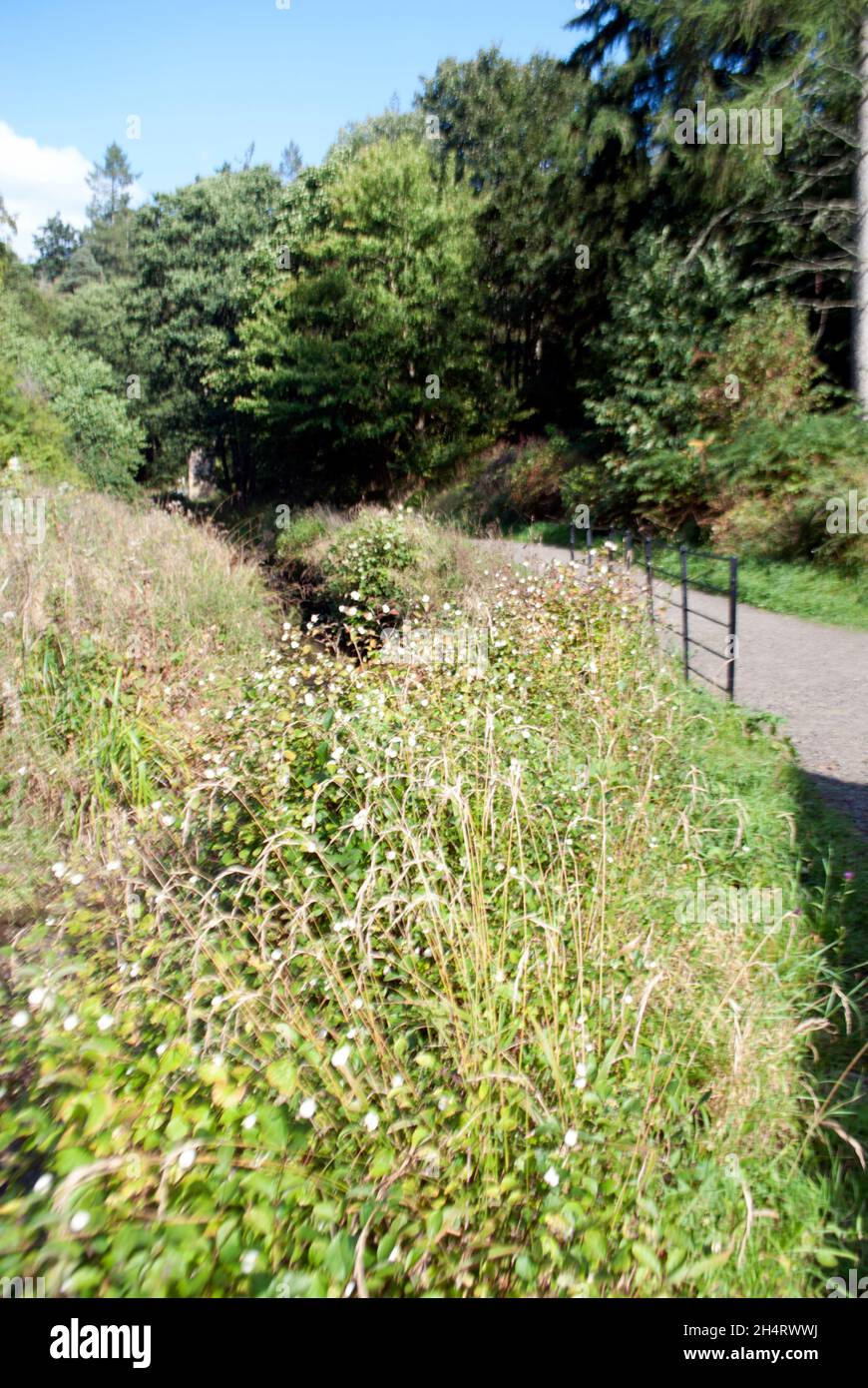Chemin avec balustrade et fossé avec ruisseau et banque de fleurs sauvages à Cragside, Rothbury, Northumberland, Angleterre, Royaume-Uni,Royaume-Uni Banque D'Images