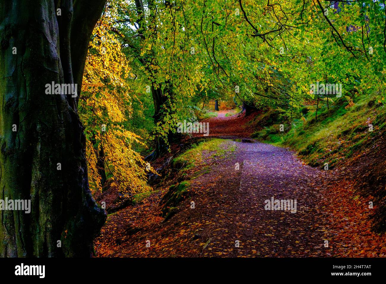 Couleurs d'automne dans la vallée de Goyt près de Buxton dans le parc national de Peak District Banque D'Images