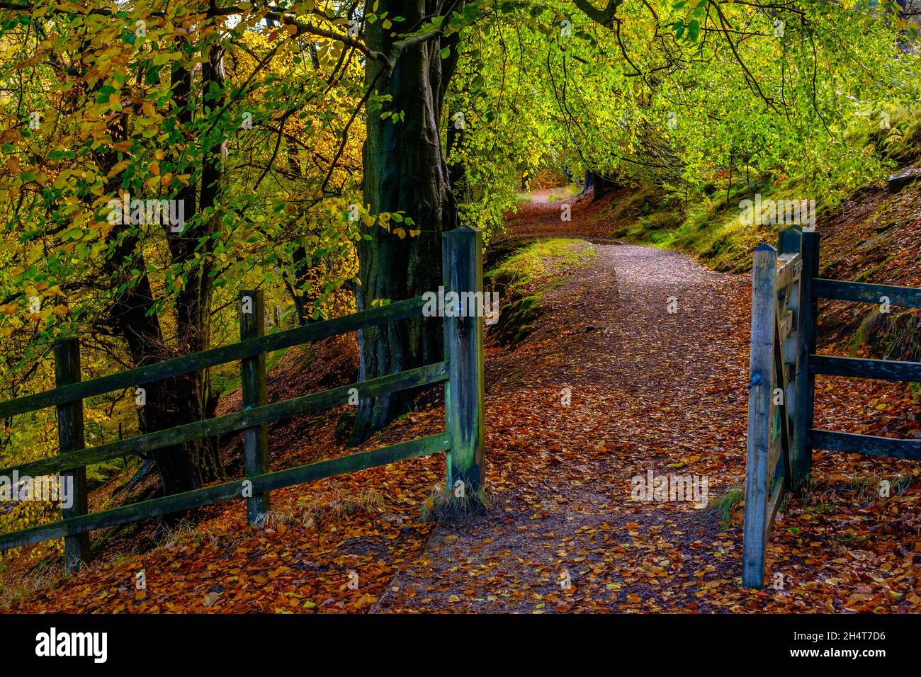 Couleurs d'automne dans la vallée de Goyt près de Buxton dans le parc national de Peak District Banque D'Images
