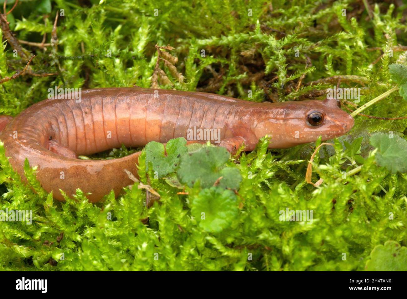 Gros plan d'une salamandre printanière adulte, Gyrinophilus porphyritiicus Banque D'Images