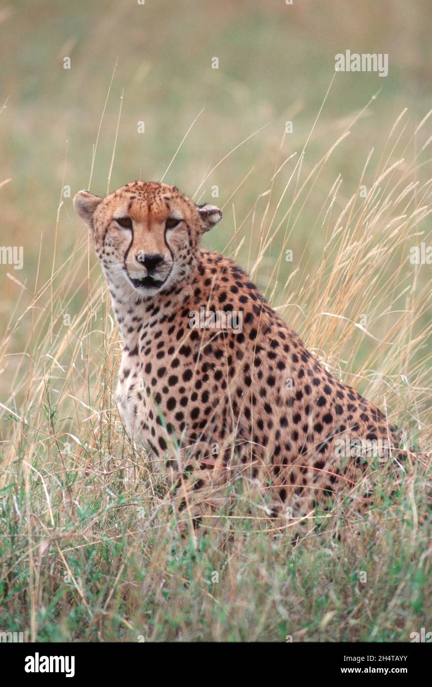 Le guépard, Masai Mara, Kenya Banque D'Images