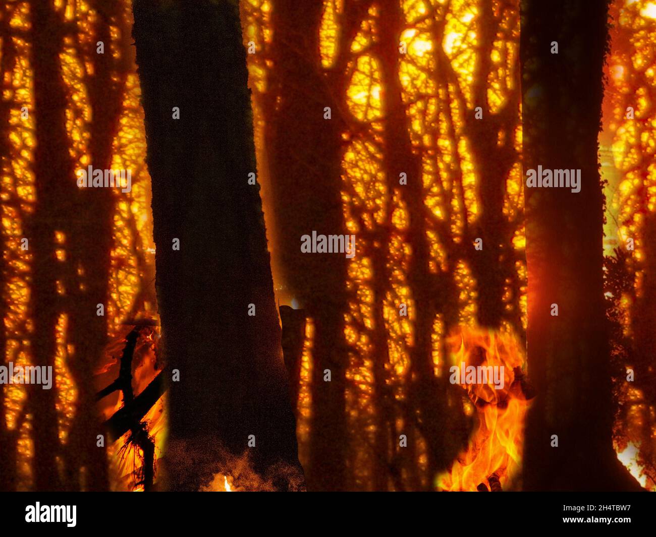 Feu de forêt la nuit.Arbres de forêt brûlants de feu de forêt en silhouette. Banque D'Images