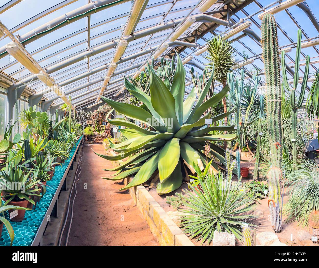 un immense agave dans une serre parmi les cactus par une journée ensoleillée. Banque D'Images