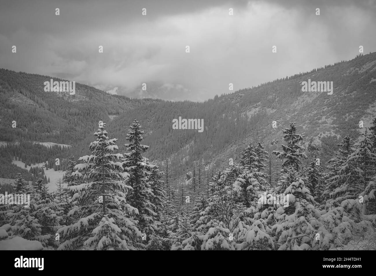 Belle vue en niveaux de gris de l'hiver et des arbres enneigés Banque D'Images