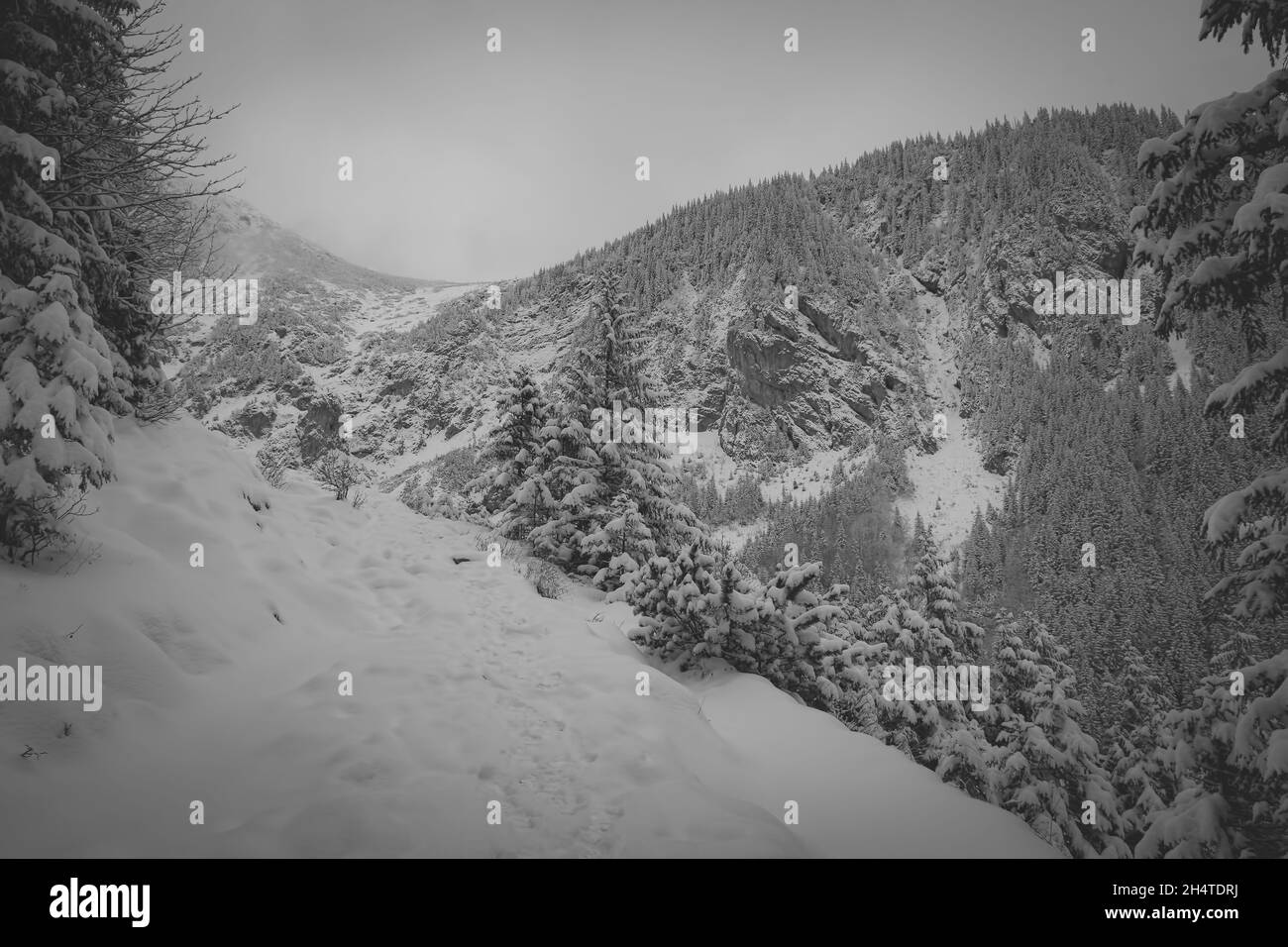 Belle vue en niveaux de gris de l'hiver et des montagnes et des arbres enneigés Banque D'Images