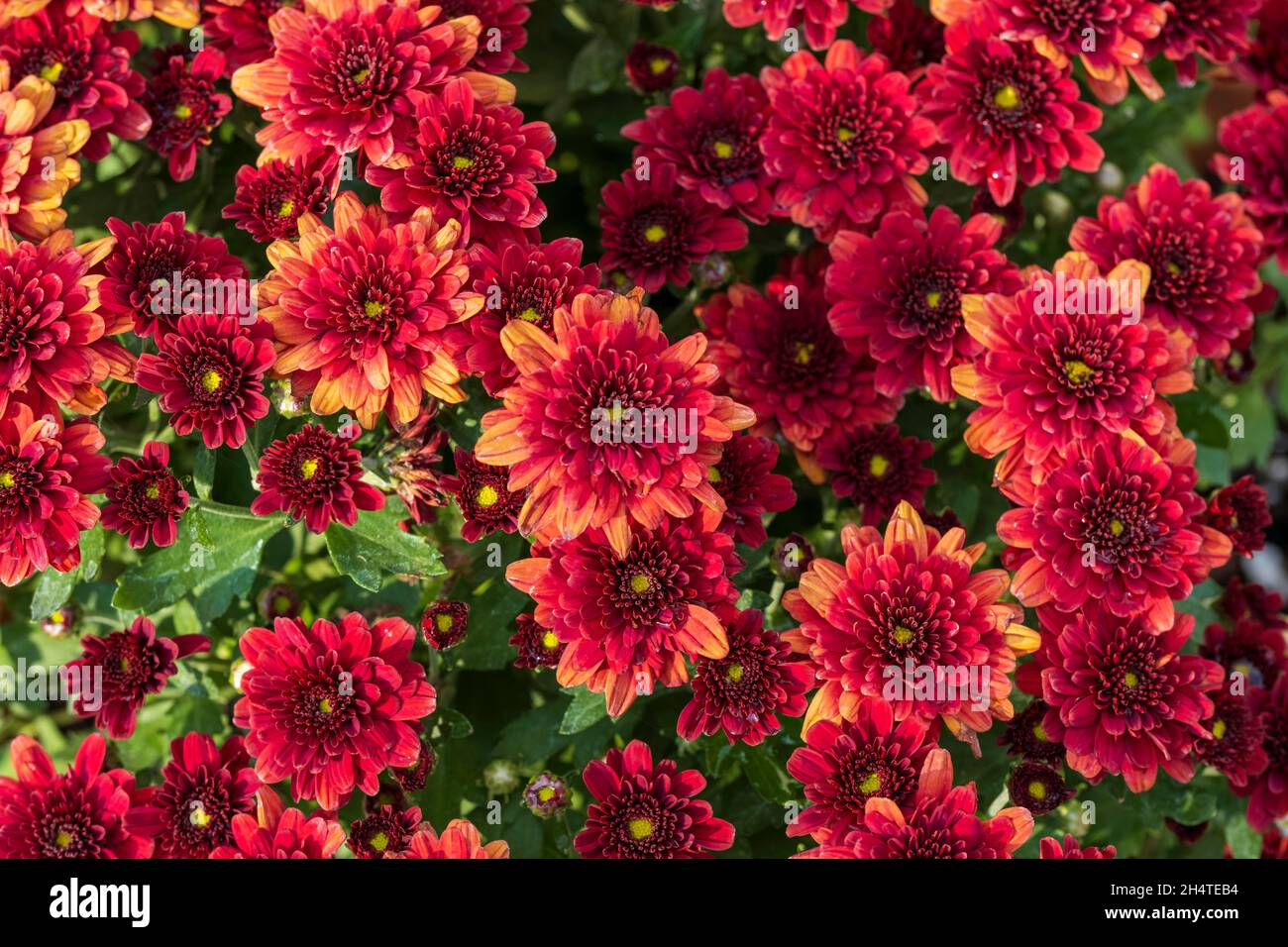 Chrysanthèmes 'bronze d'automne', Chrysanthemum rubellum, floraison en automne.Kansas, États-Unis Banque D'Images